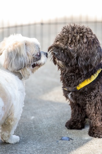 During the event, some dogs of varying breeds were able to socialize and make friends